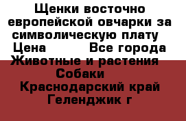 Щенки восточно европейской овчарки за символическую плату › Цена ­ 250 - Все города Животные и растения » Собаки   . Краснодарский край,Геленджик г.